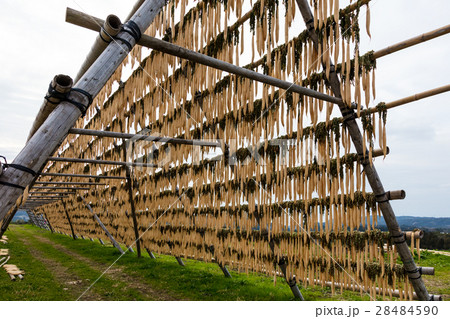 寒干し大根 寒干し大根 28484590