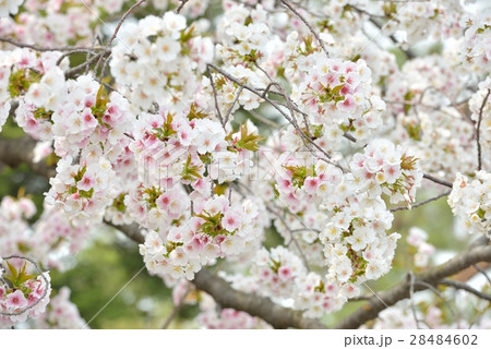 満開の桜 満開の桜 28484602