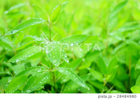 笹・梅雨の晴れ間（左） 28484980