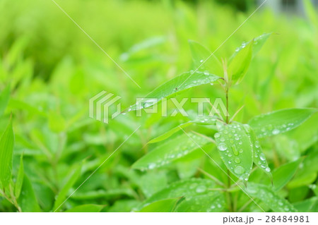 笹・梅雨の晴れ間(右) 笹・梅雨の晴れ間(右) 28484981