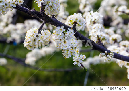 すももの花の写真素材 すももの花の写真素材