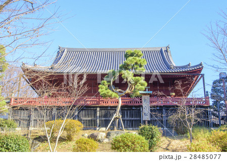 上野公園にある清水観音堂（寛永寺）の月の松（東京都台東区） 28485077