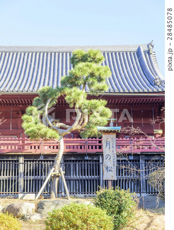 上野公園にある清水観音堂(寛永寺)の月の松 上野公園にある清水観音堂(寛永寺)の月の松 28485078
