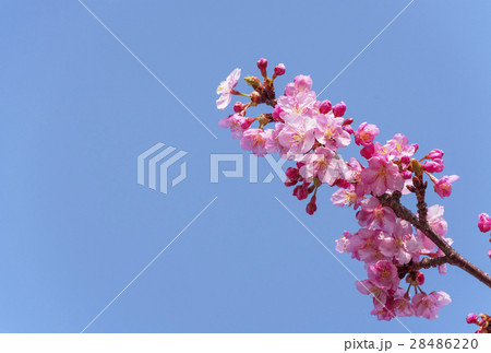 さくら サクラ 桜 春イメージ さくら サクラ 桜 春イメージ 28486220