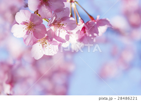 さくら サクラ 桜 春イメージ さくら サクラ 桜 春イメージ 28486221