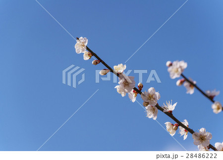 さくら サクラ 桜 春イメージ さくら サクラ 桜 春イメージ 28486222