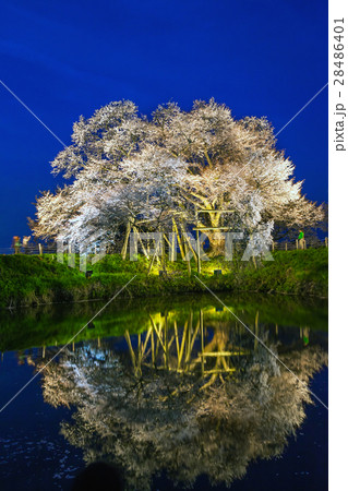 浅井の一本桜の写真素材