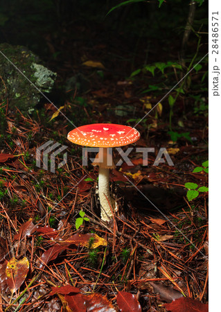 ベニテングタケ 28486571