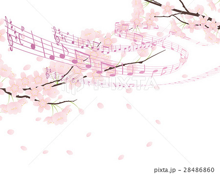 ソメイヨシノ 28486860