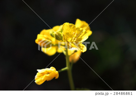 菜の花 28486861