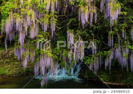 一貫野の藤 28486910