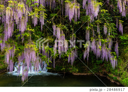 一貫野の藤 28486917