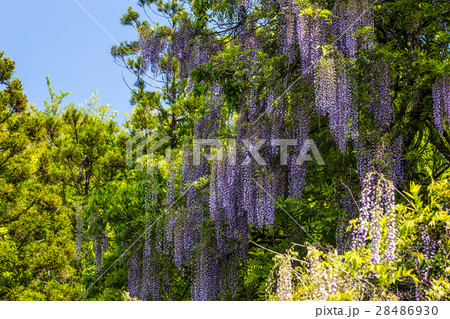 一貫野の藤 28486930