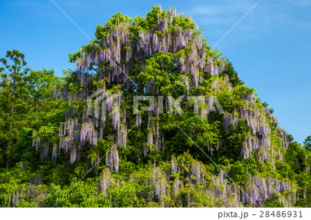 一貫野の藤 一貫野の藤 28486931