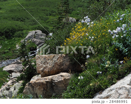 夏山の高山植物 夏山の高山植物 28486991