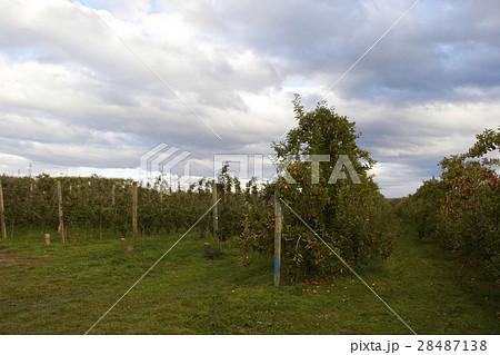 Apple Farm in New Zealand 28487138