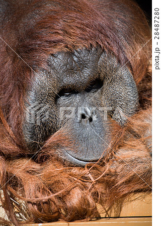 イケメンのオランウータンの写真素材