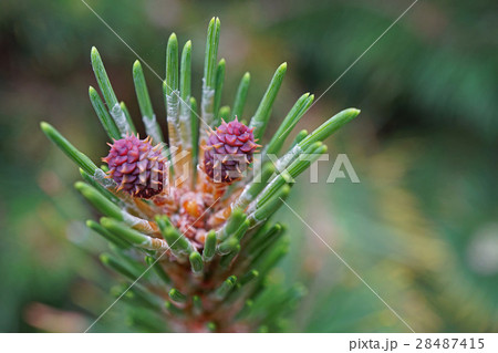 モンタナマツの雌花 28487415