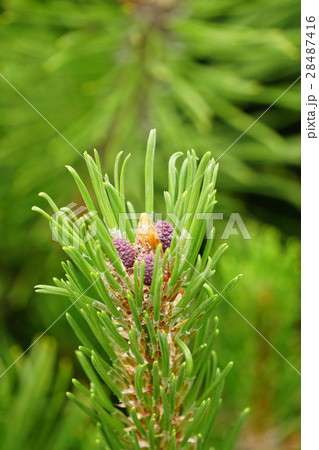 モンタナマツの雌花 28487416