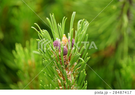 モンタナマツの雌花 28487417