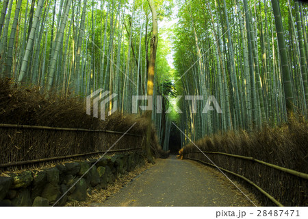 竹林の小径 竹林の小径 28487471