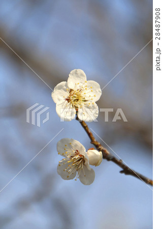 梅の花 28487908