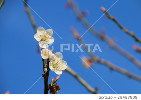 梅の花 28487909