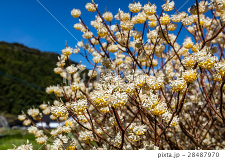 ミツマタの花 ミツマタの花 28487970