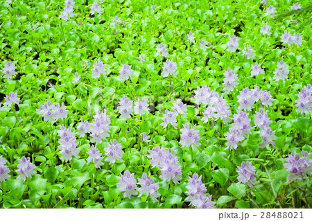 浮草・ホテイアオイの池3 浮草・ホテイアオイの池3 28488021