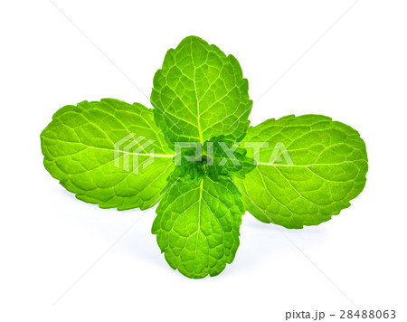 fresh mint leaf isolated on white background fresh mint leaf isolated on white background 28488063