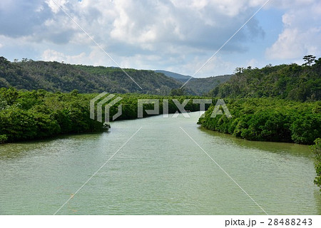 慶佐次湾のマングローブ 慶佐次湾のマングローブ 28488243