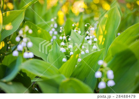lily of the valley flowers in green blur bokeh lily of the valley flowers in green blur bokeh 28488479