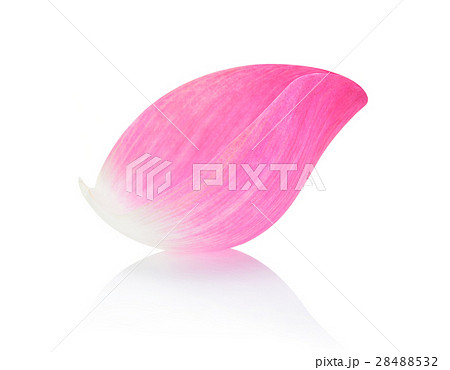 Closeup on lotus petal isolate on white background 28488532