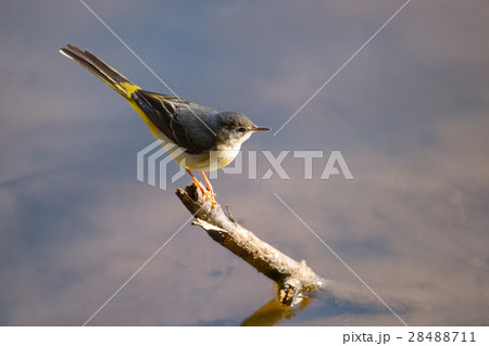 Grey Wagtail 28488711