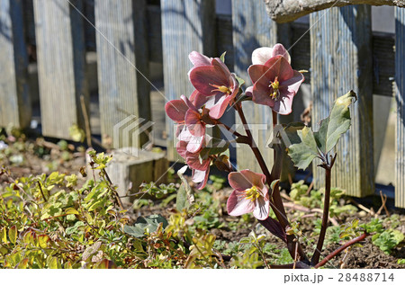 クリスマスローズ クリスマスローズ 28488714