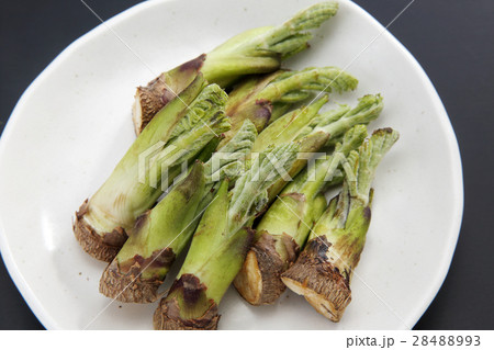 たらの芽 28488993