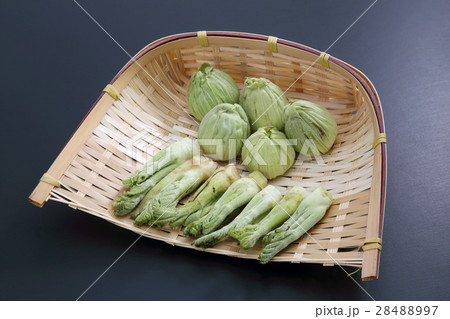 たらの芽 28488997