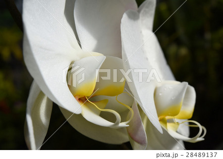 コチョウラン コチョウラン 28489137