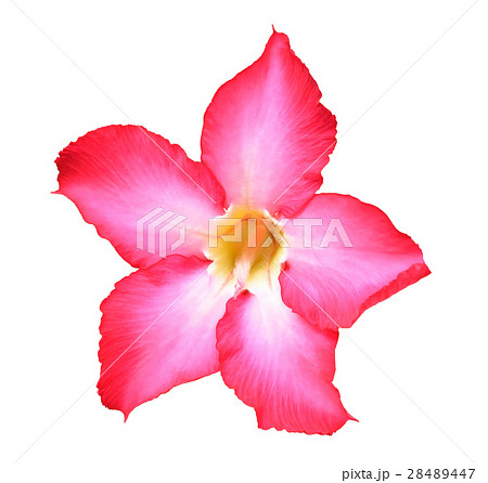 Adenium obesum on white background 28489447