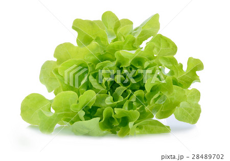 Green oak lettuce on white background 28489702
