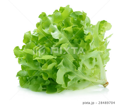Green oak lettuce on white background 28489704