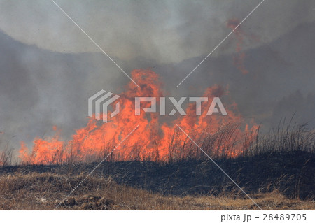 富士山　東富士演習場で野焼き 28489705