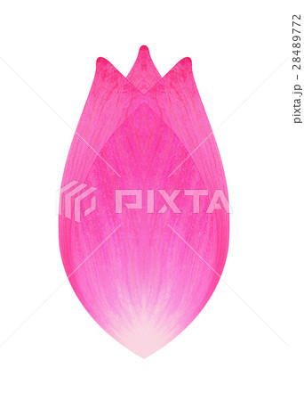 Lotus flower petal on white background 28489772