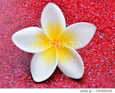Tropical flowers frangipani (plumeria) 28489920