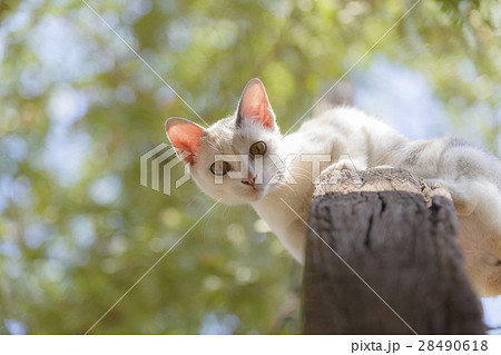 the cute cat or puppy looking down from the pole 28490618