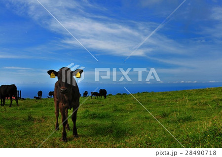 仔牛 28490718