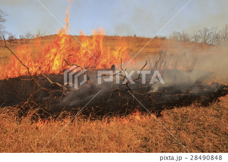 秋吉台・山焼き 28490848