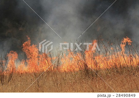 秋吉台・山焼き 28490849