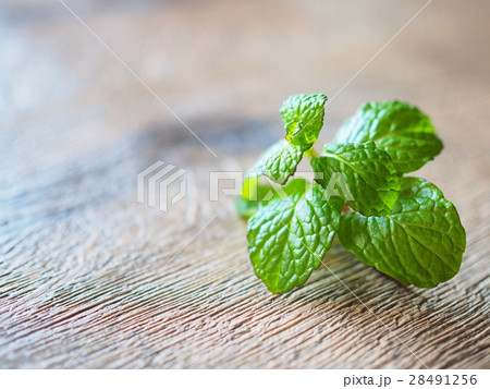 スペアミント スペアミント 28491256
