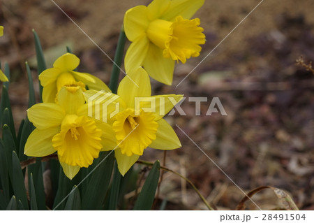 ふかや緑の王国のラッパ水仙 28491504